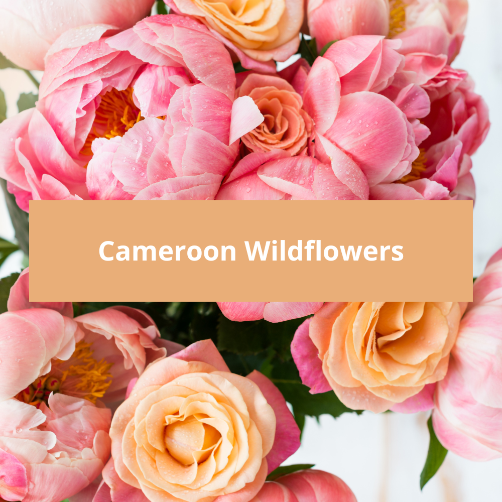 Cameroon-Wildflowers