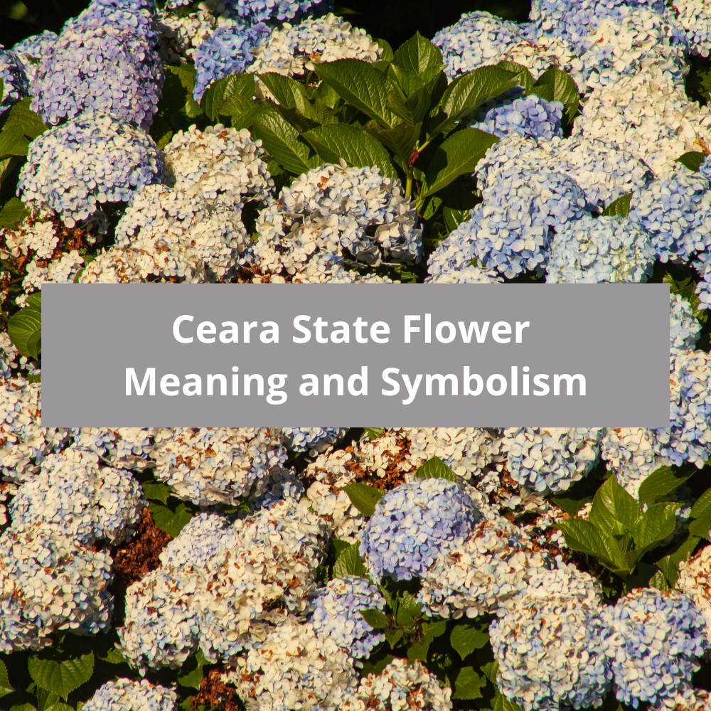 Ceara-State-Flower-Meaning-and-Symbolism