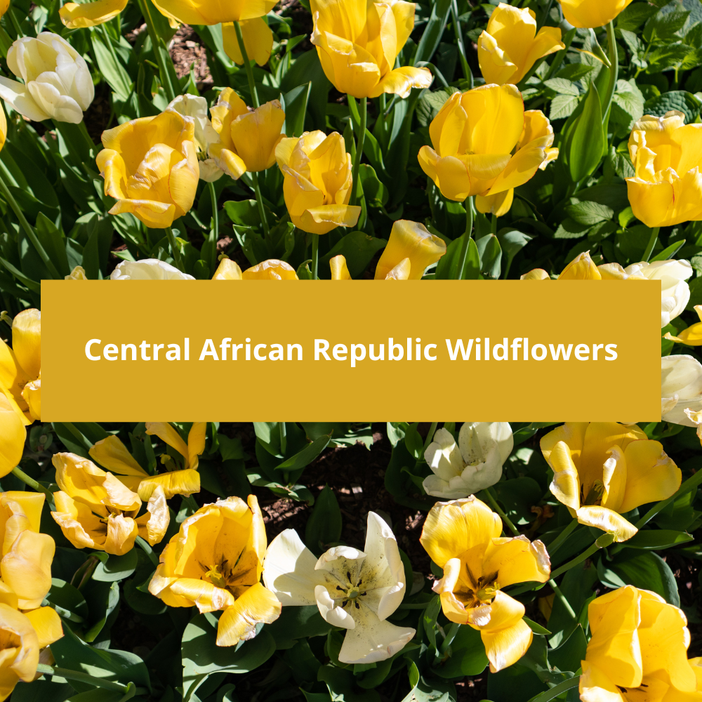Central-African-Republic-Wildflowers
