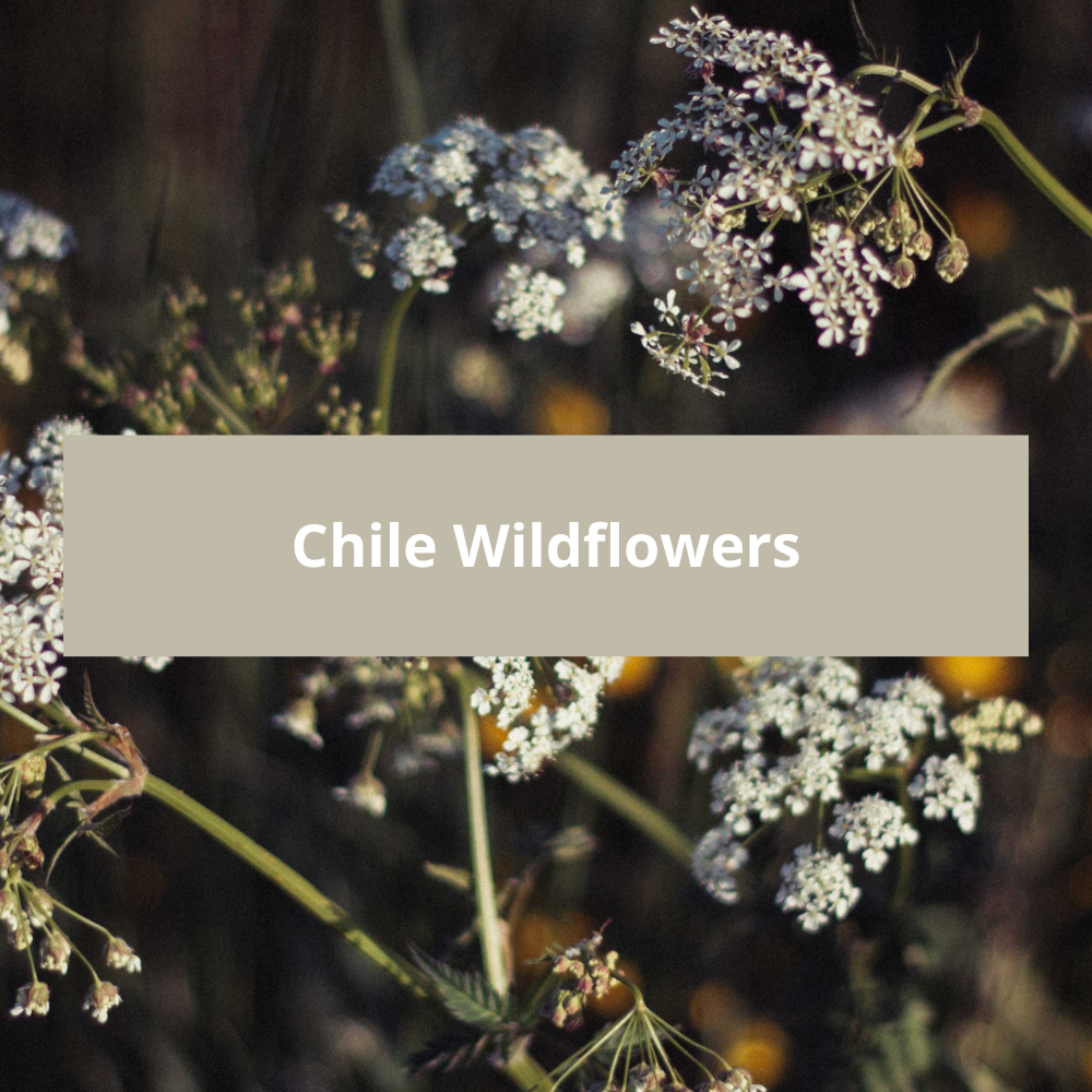 Chile-Wildflowers