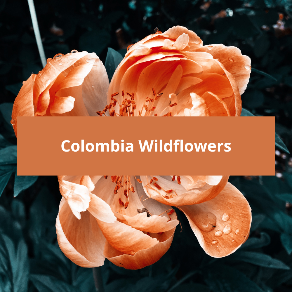 Colombia-Wildflowers