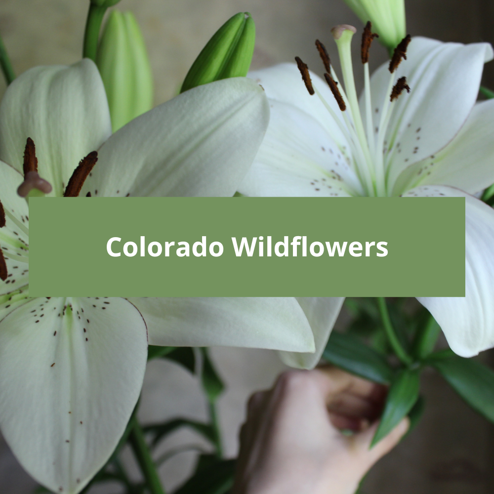 Colorado-Wildflowers