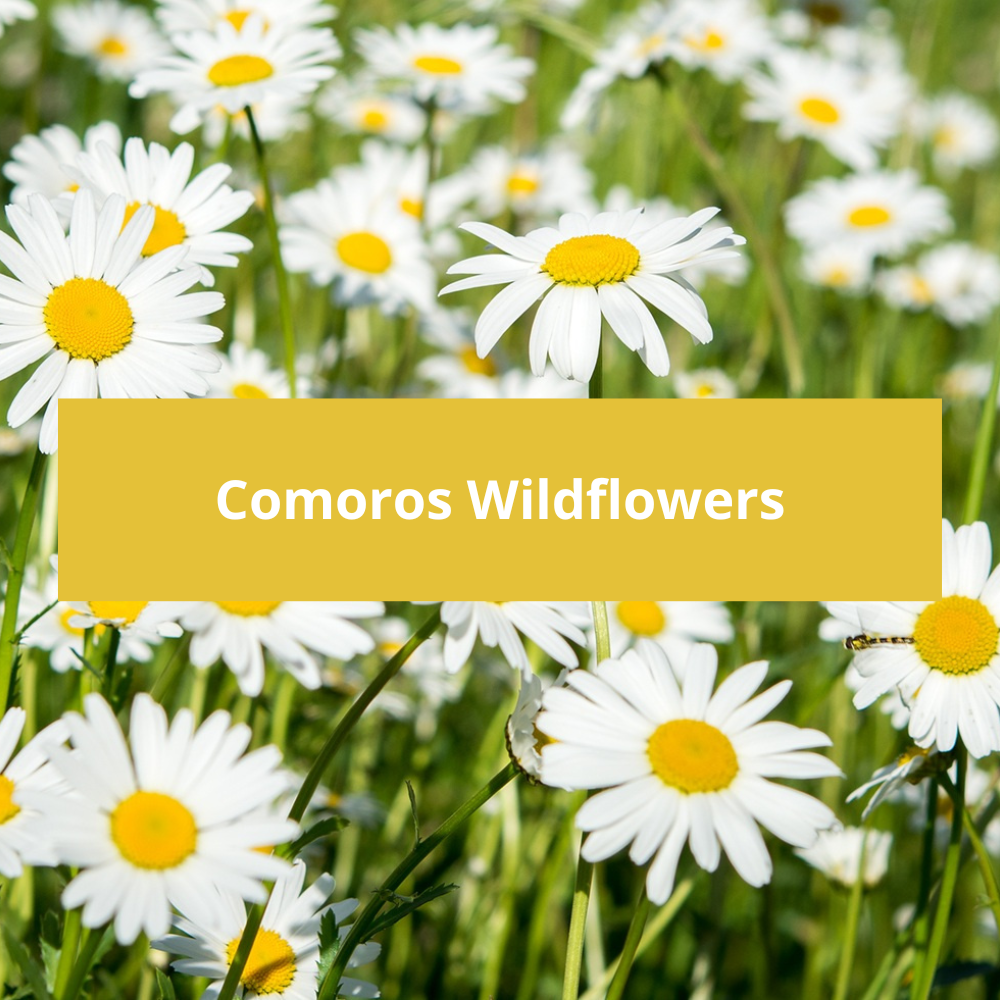 Comoros-Wildflowers