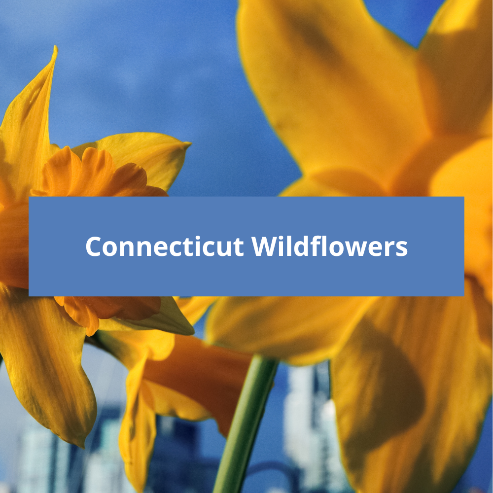 Connecticut-Wildflowers
