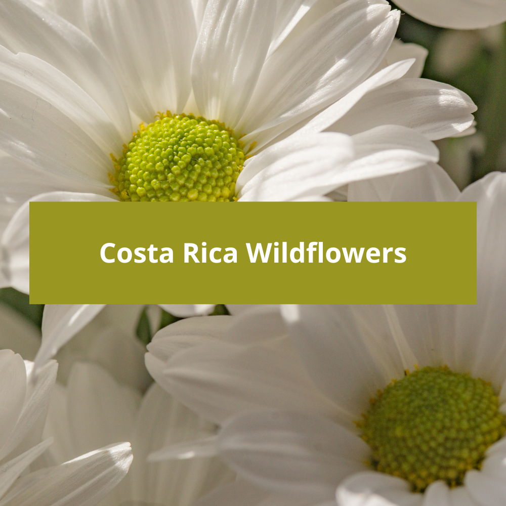 Costa-Rica-Wildflowers