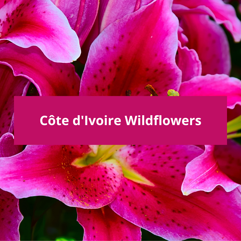 Cote-d Ivoire-Wildflowers