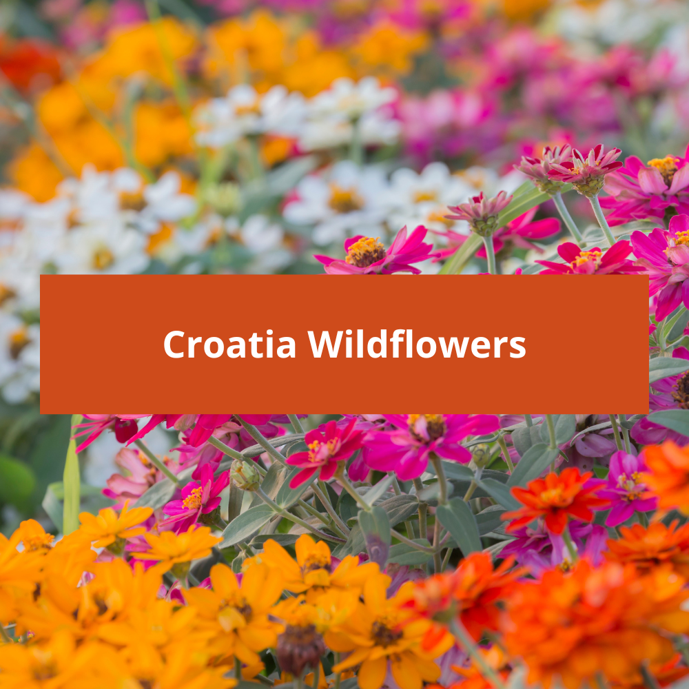 Croatia-Wildflowers