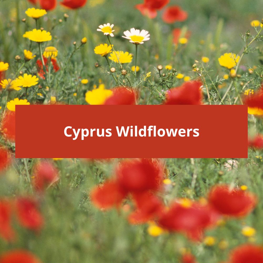 Cyprus-Wildflowers