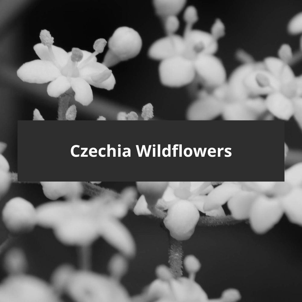 Czechia-Wildflowers