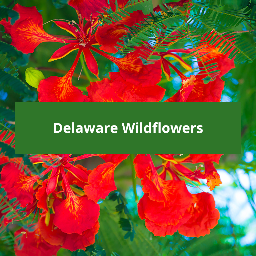 Delaware-Wildflowers