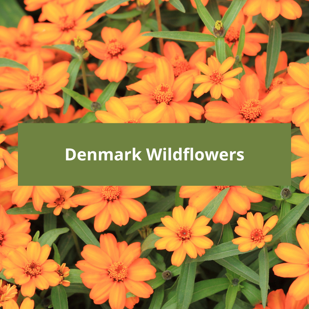 Denmark-wildflowers