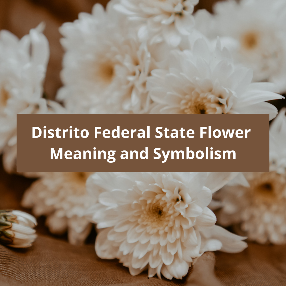 Distrito-Federal-State-Flower-Meaning-and-Symbolism