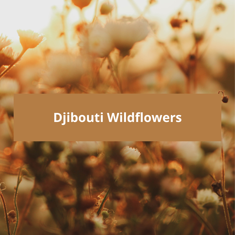 Djibouti-Wildflowers