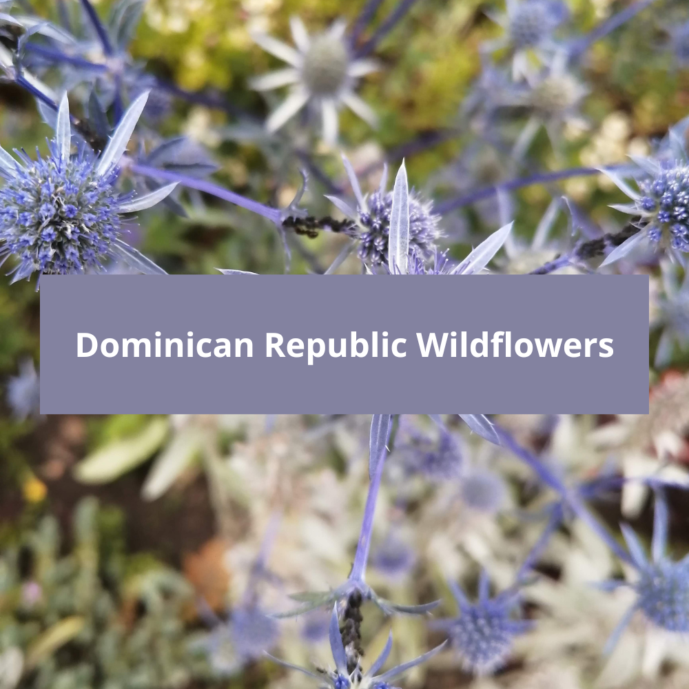 Dominican-Republic-Wildflowers
