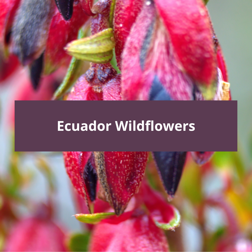Ecuador-Wildflowers