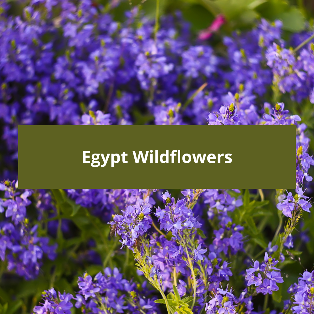 Egypt-Wildflowers