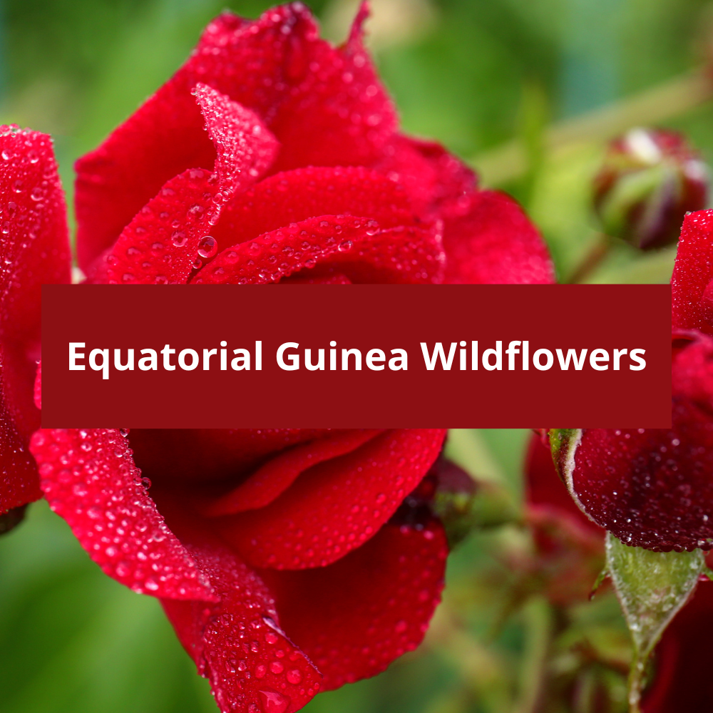 Equatorial-Guinea-Wildflowers