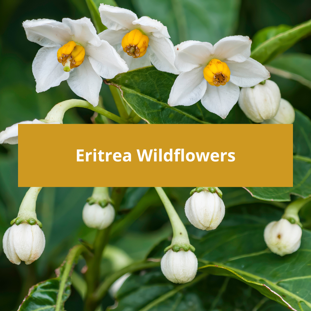 Eritrea-Wildflowers