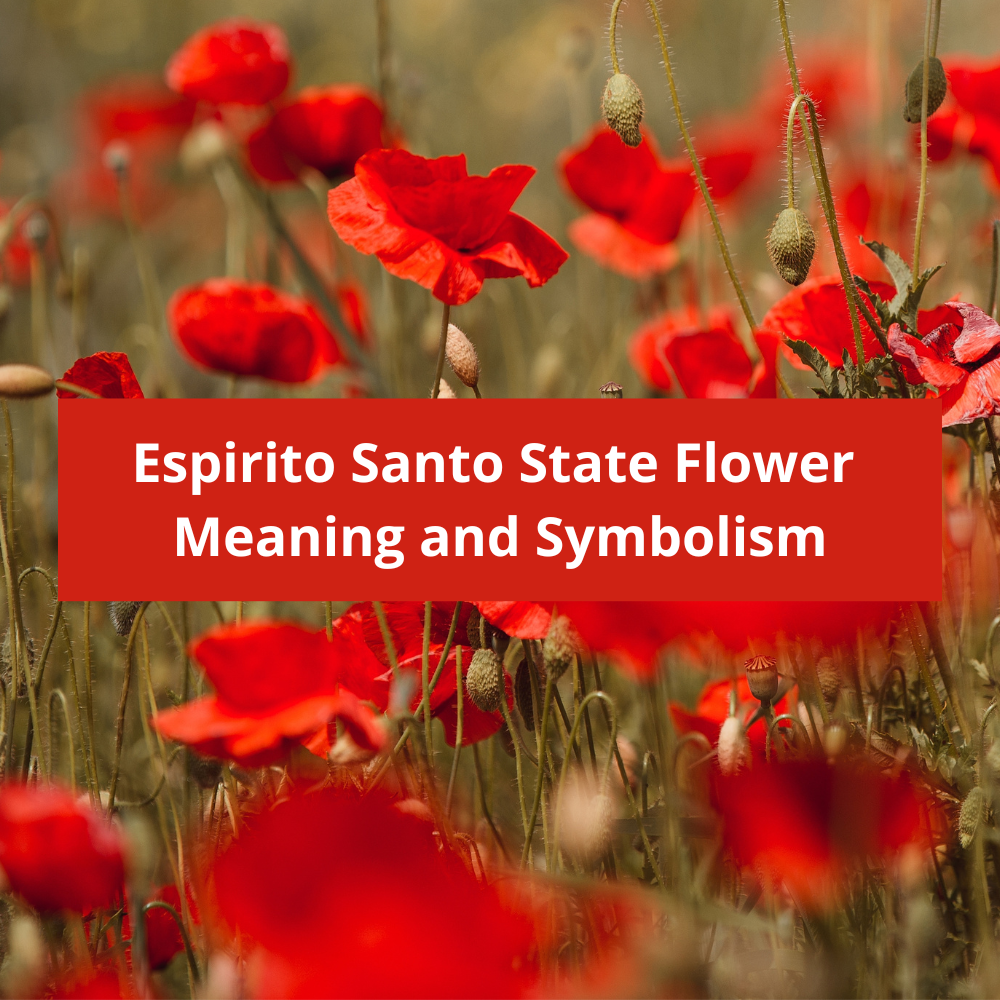 Espirito-Santo-State-Flower-Meaning-and-Symbolism