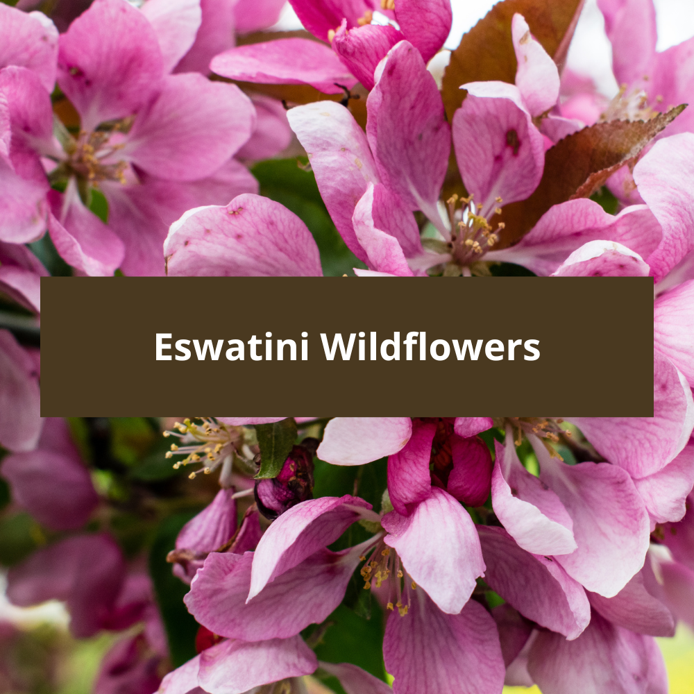 Eswatini-Wildflowers