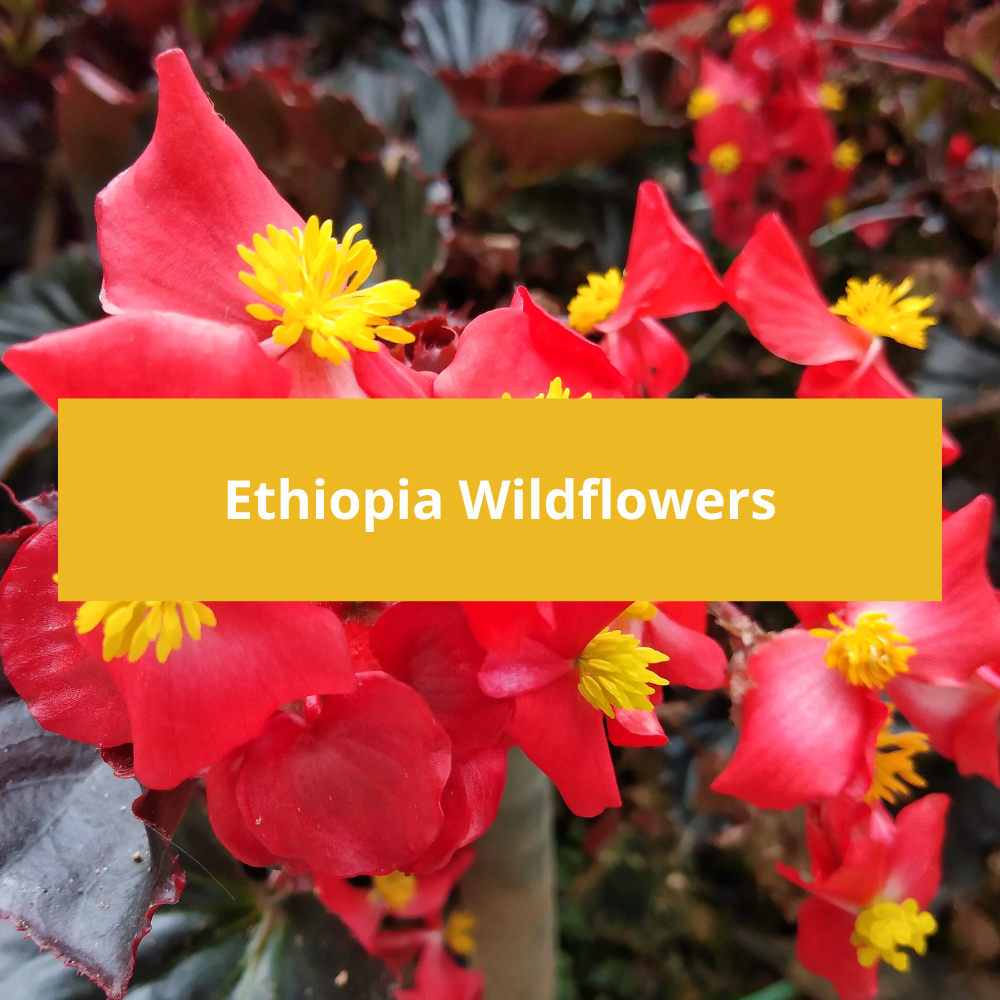 Ethiopia-Wildflowers