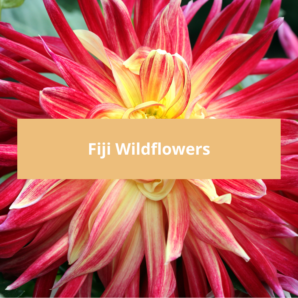 Fiji-Wildflowers