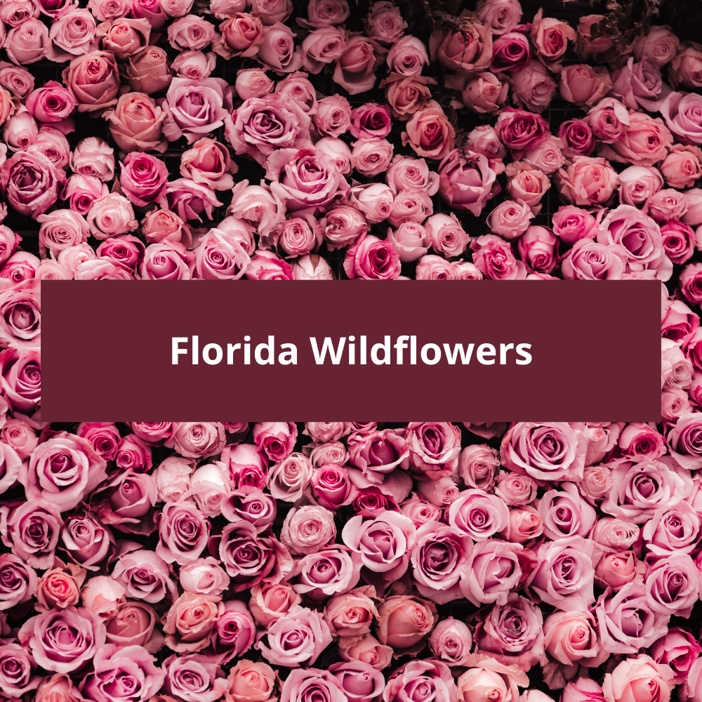 Florida-Wildflowers