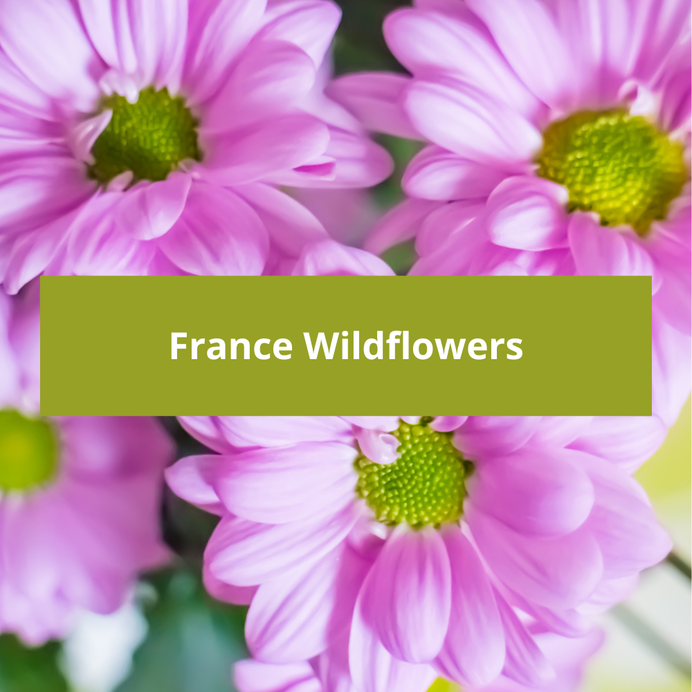 France-Wildflowers