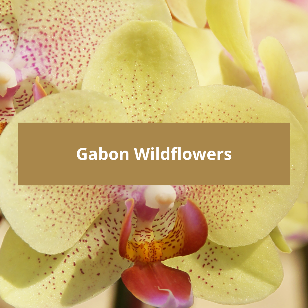 Gabon-Wildflowers