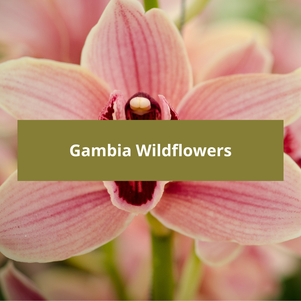 Gambia-Wildflowers