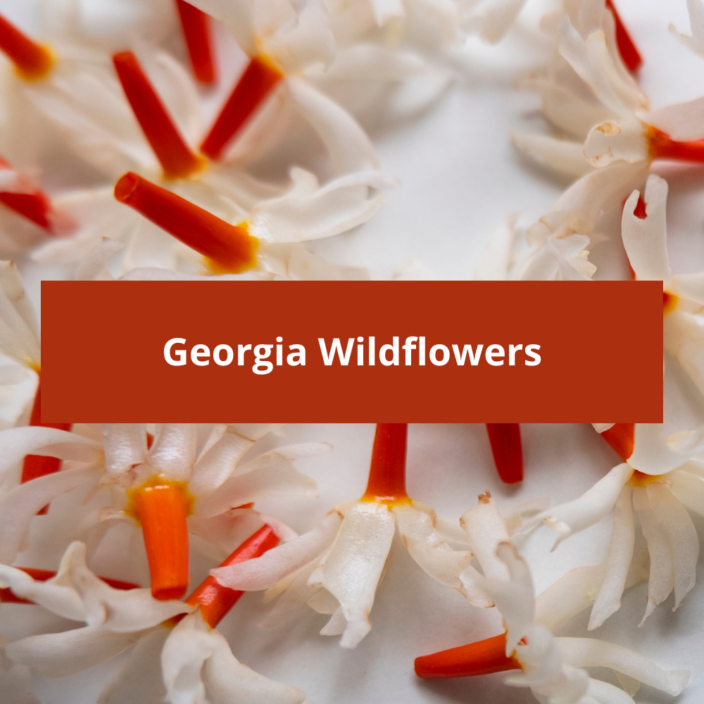 Georgia-Wildflowers