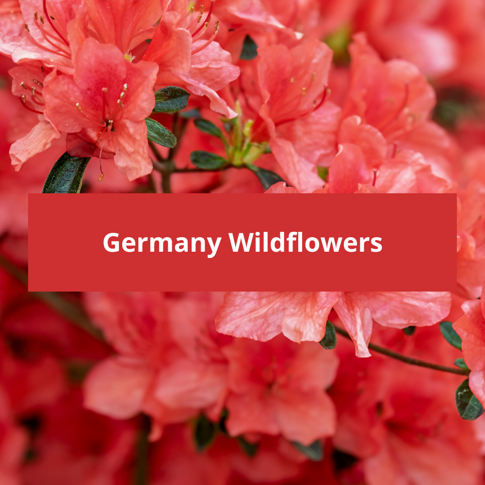 Germany-Wildflowers
