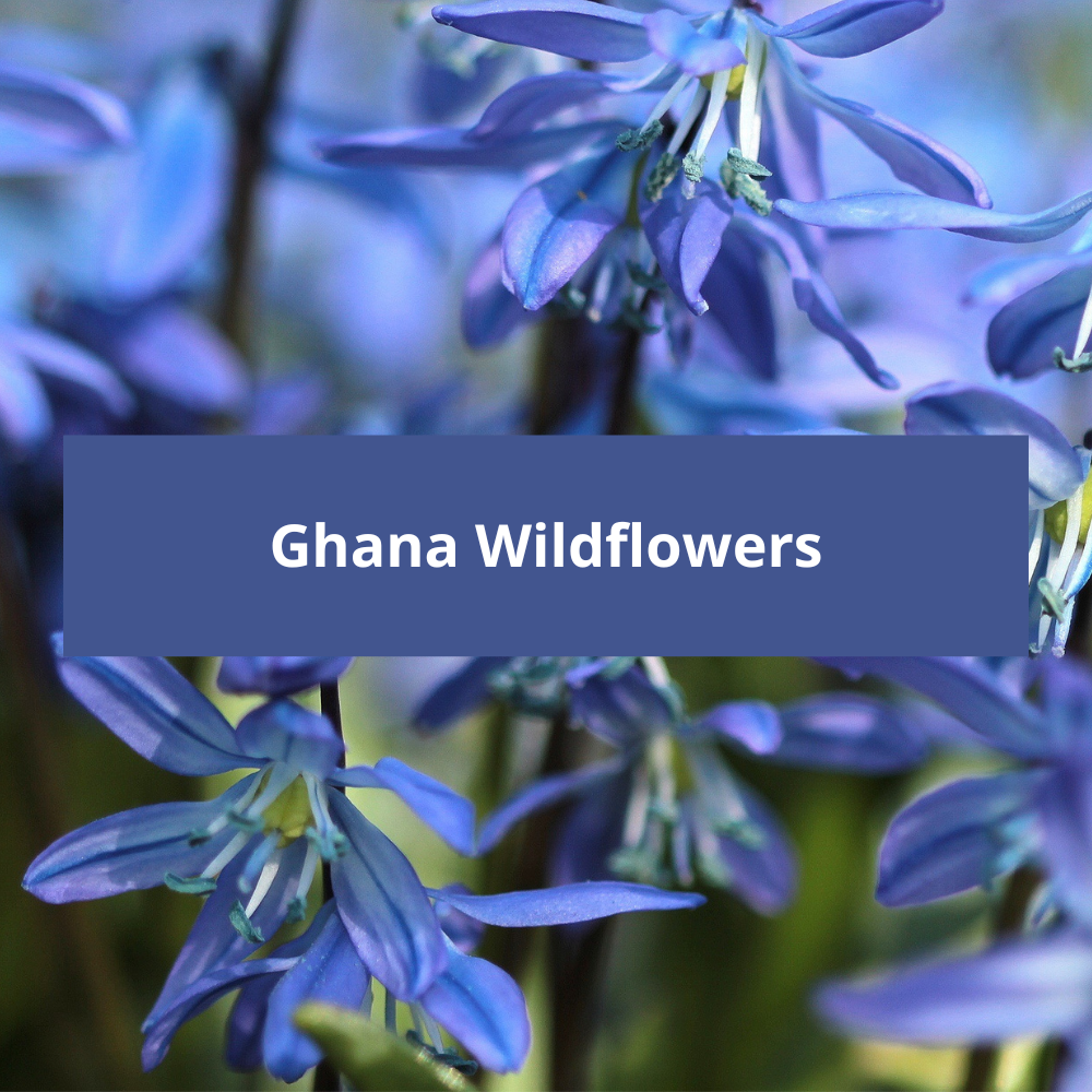 Ghana-Wildflowers