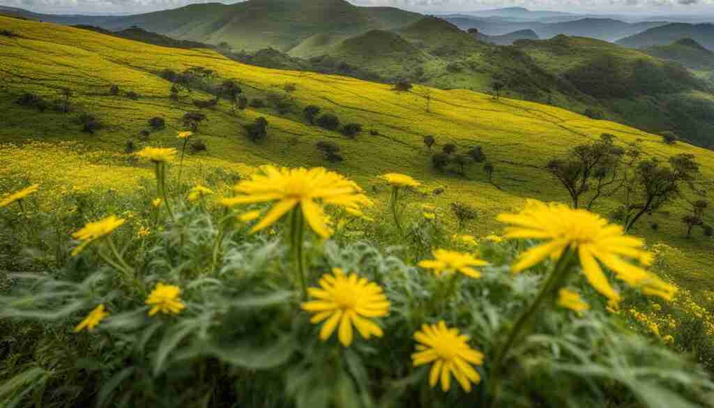 Giant Groundsel in bloom Giant Groundsel in bloom