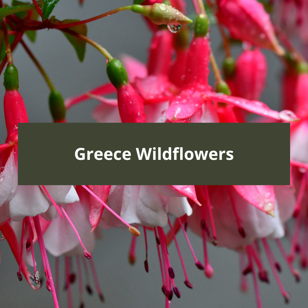 Greece-Wildflowers