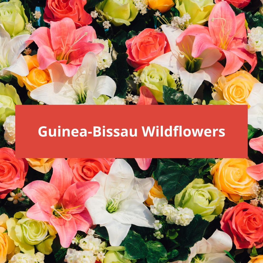 Guinea-Bissau-Wildflowers