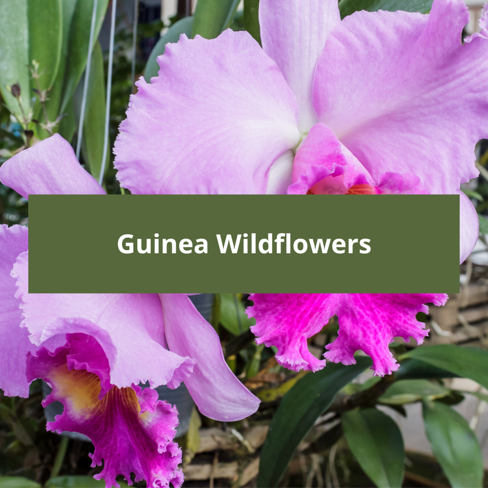 Guinea-Wildflowers