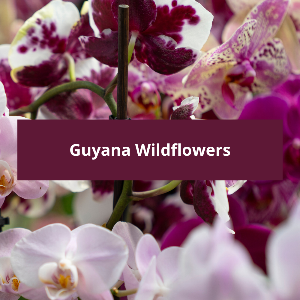 Guyana-Wildflowers