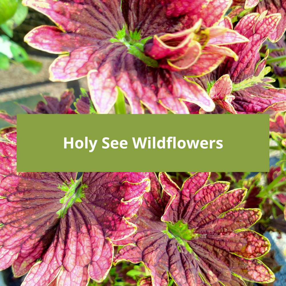 Holy-See-Wildflowers