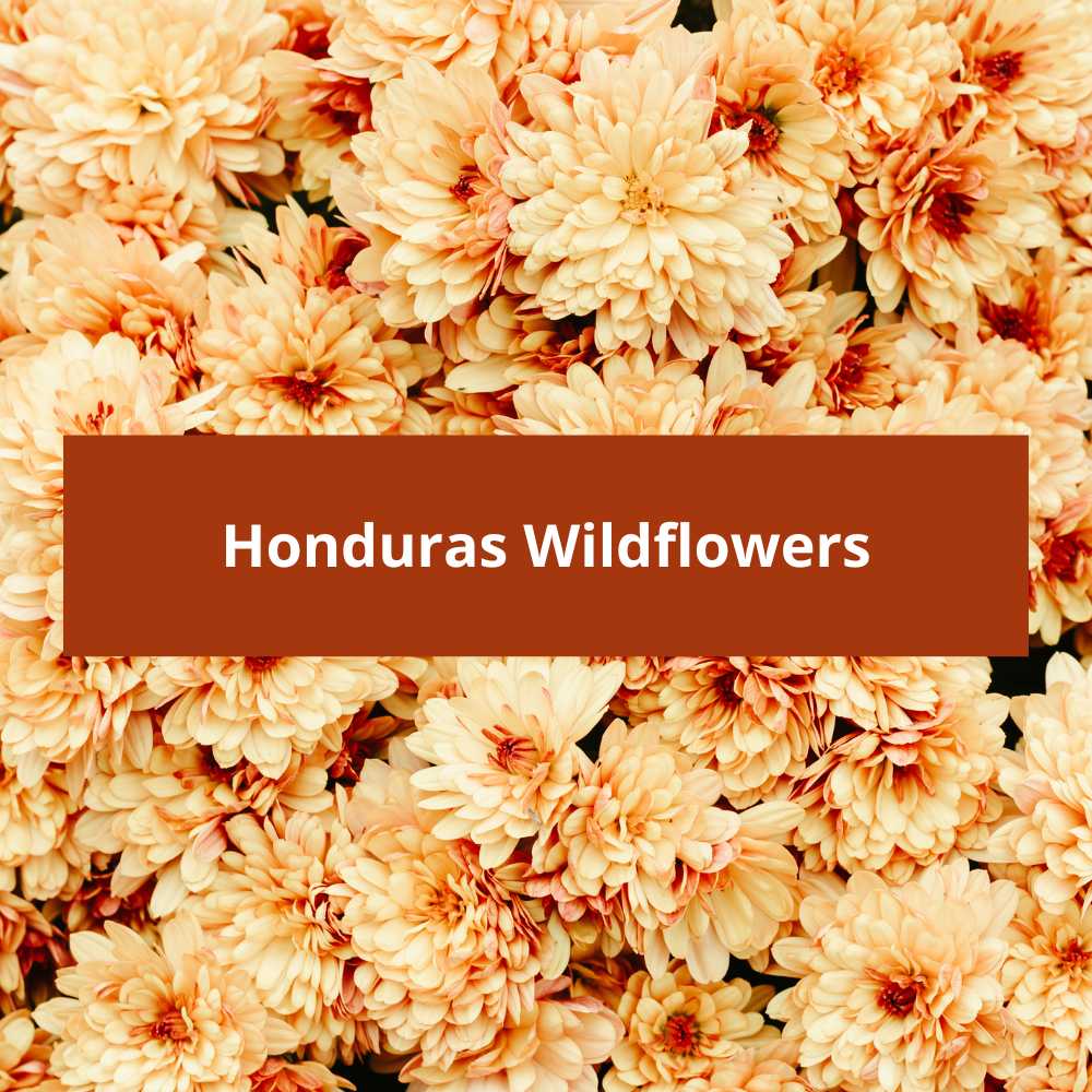 Honduras-Wildflowers