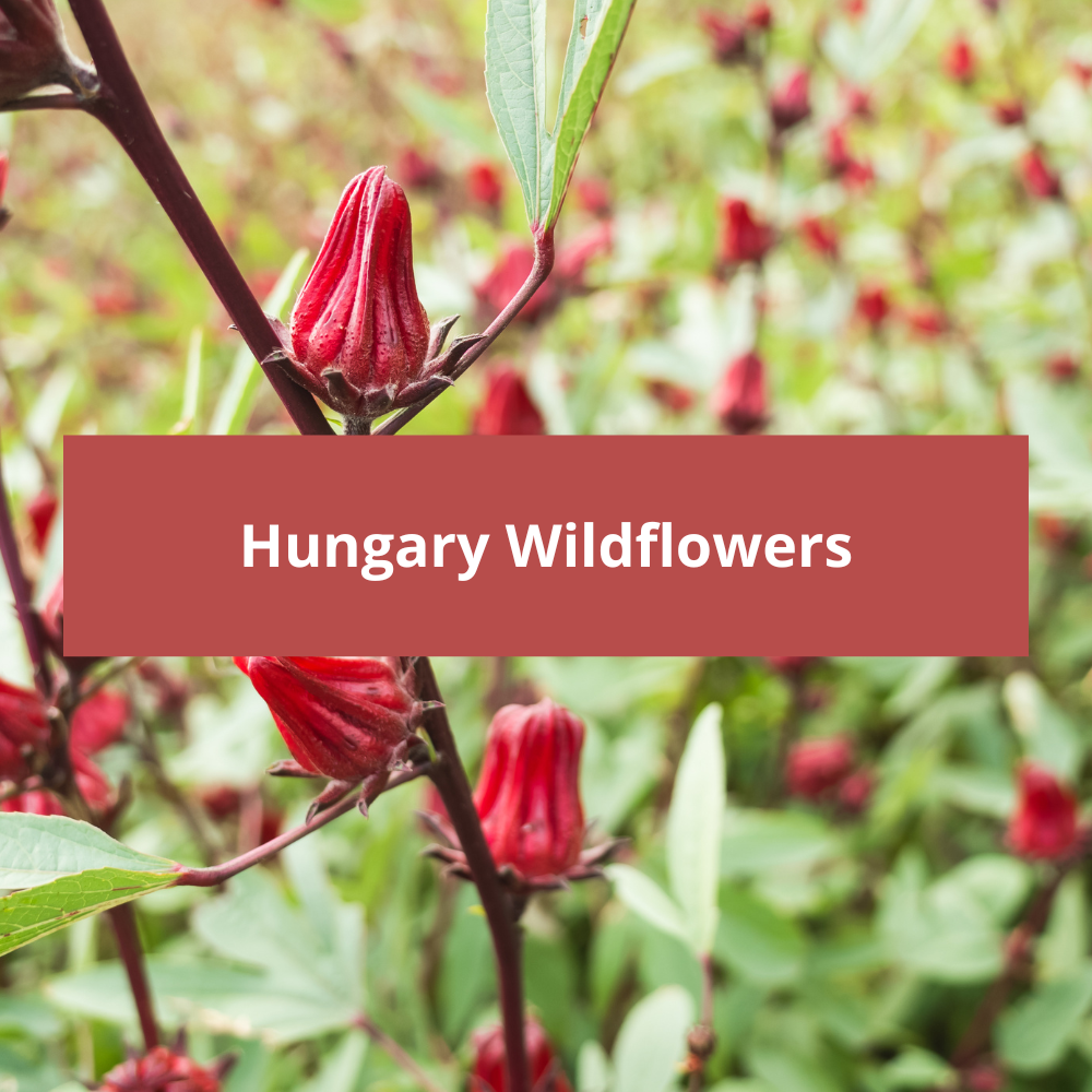 Hungary-Wildflowers
