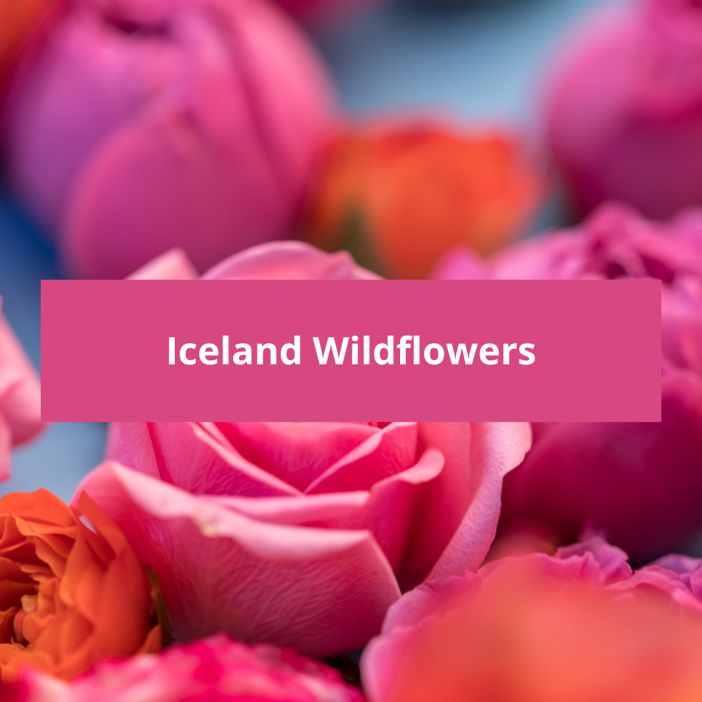 Iceland-Wildflowers