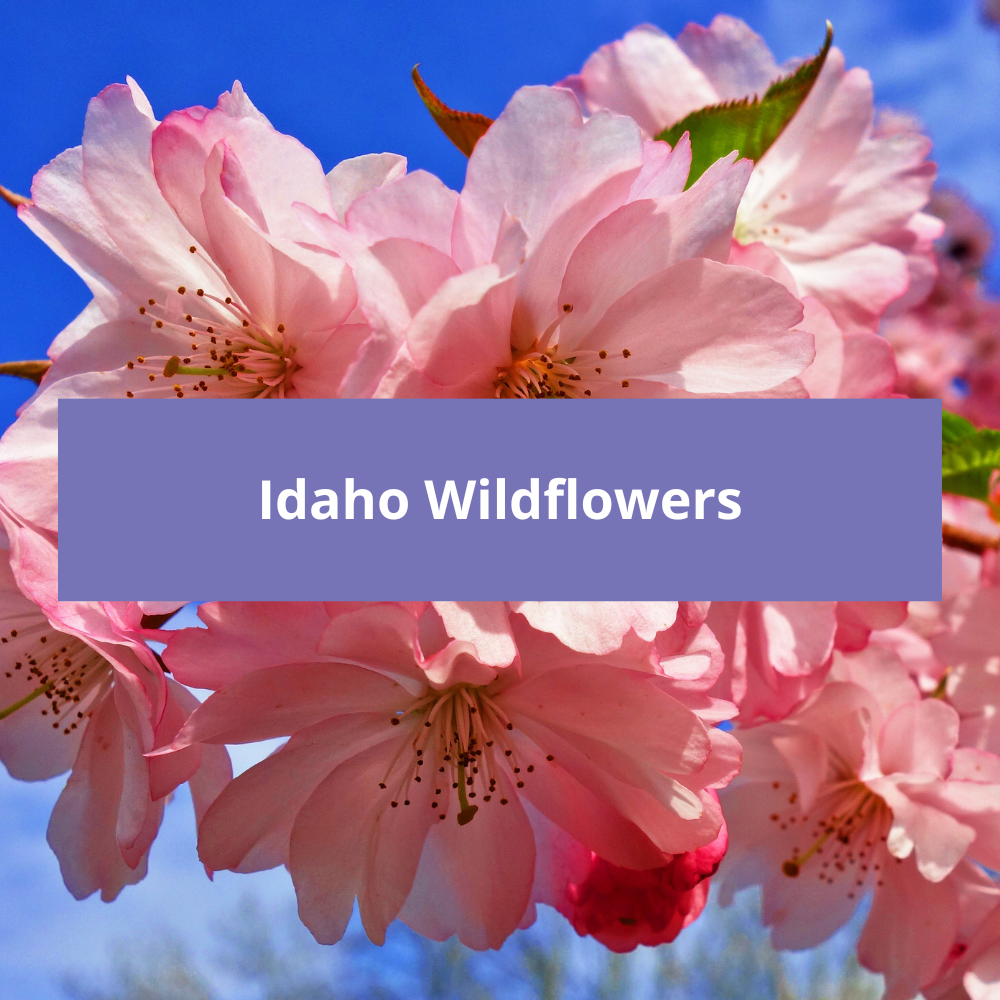 Idaho-Wildflowers