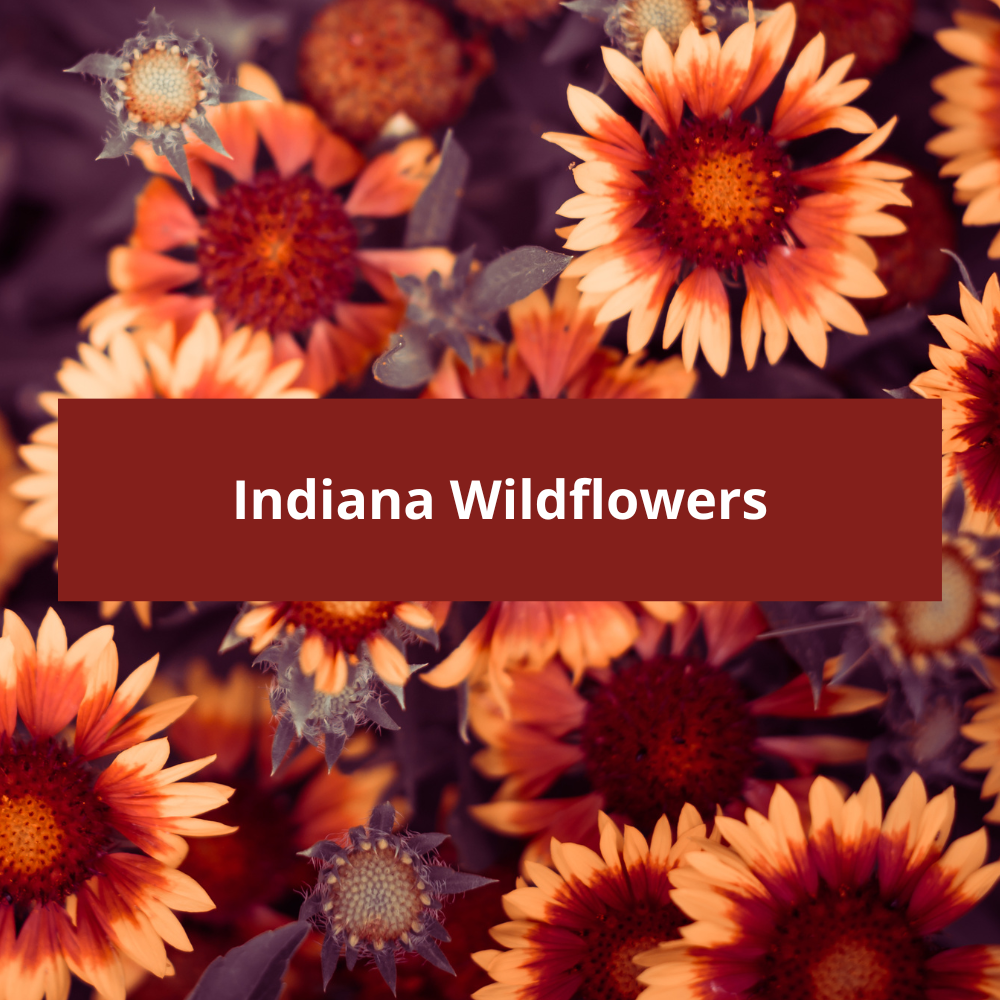 Indiana-Wildflowers