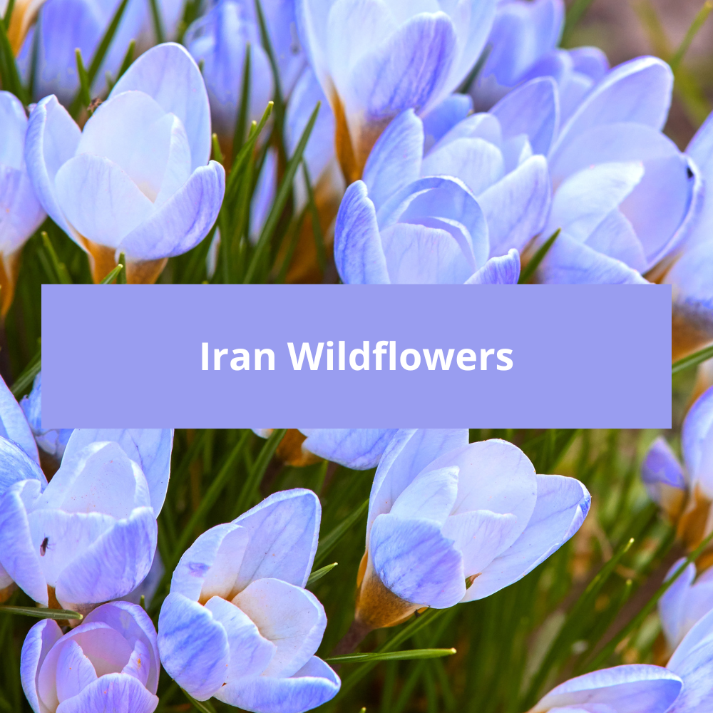 Iran-Wildflowers