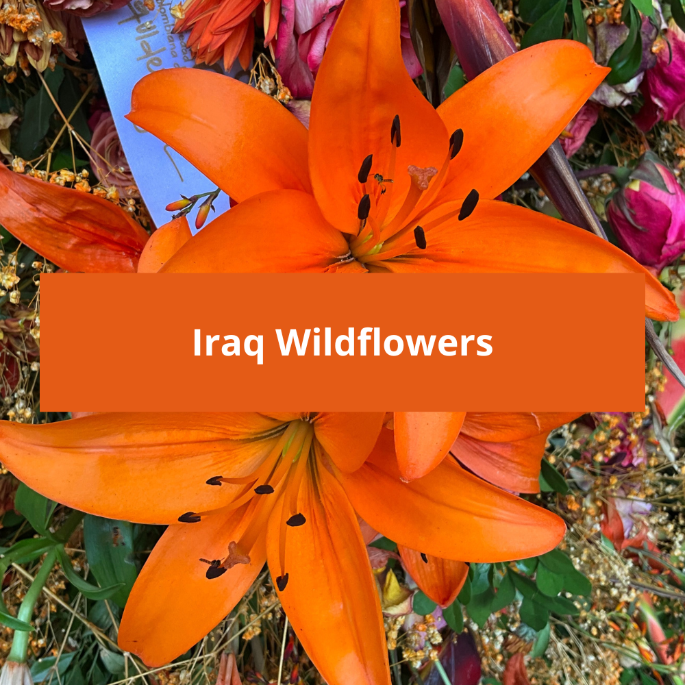 Iraq-Wildflowers
