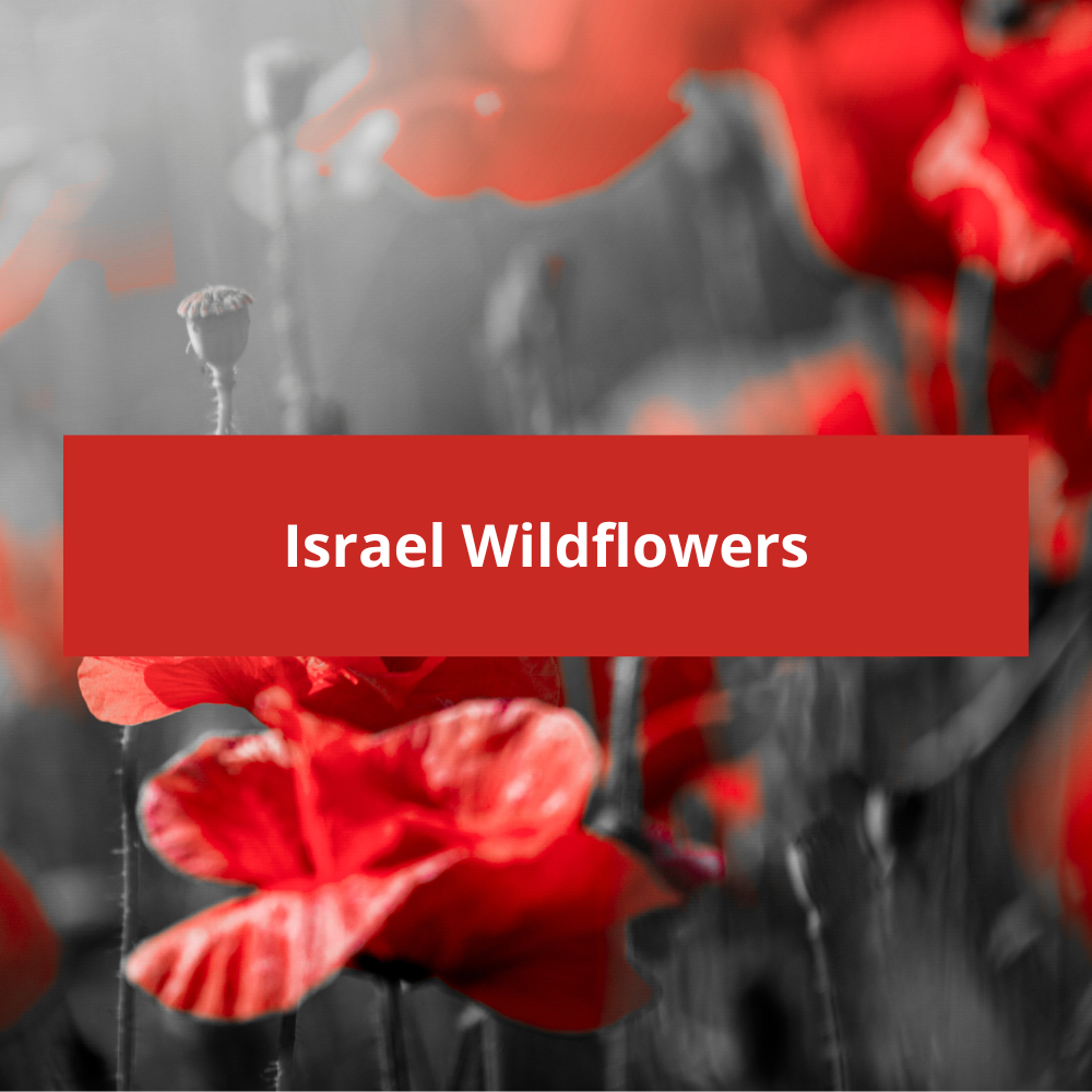 Israel-Wildflowers