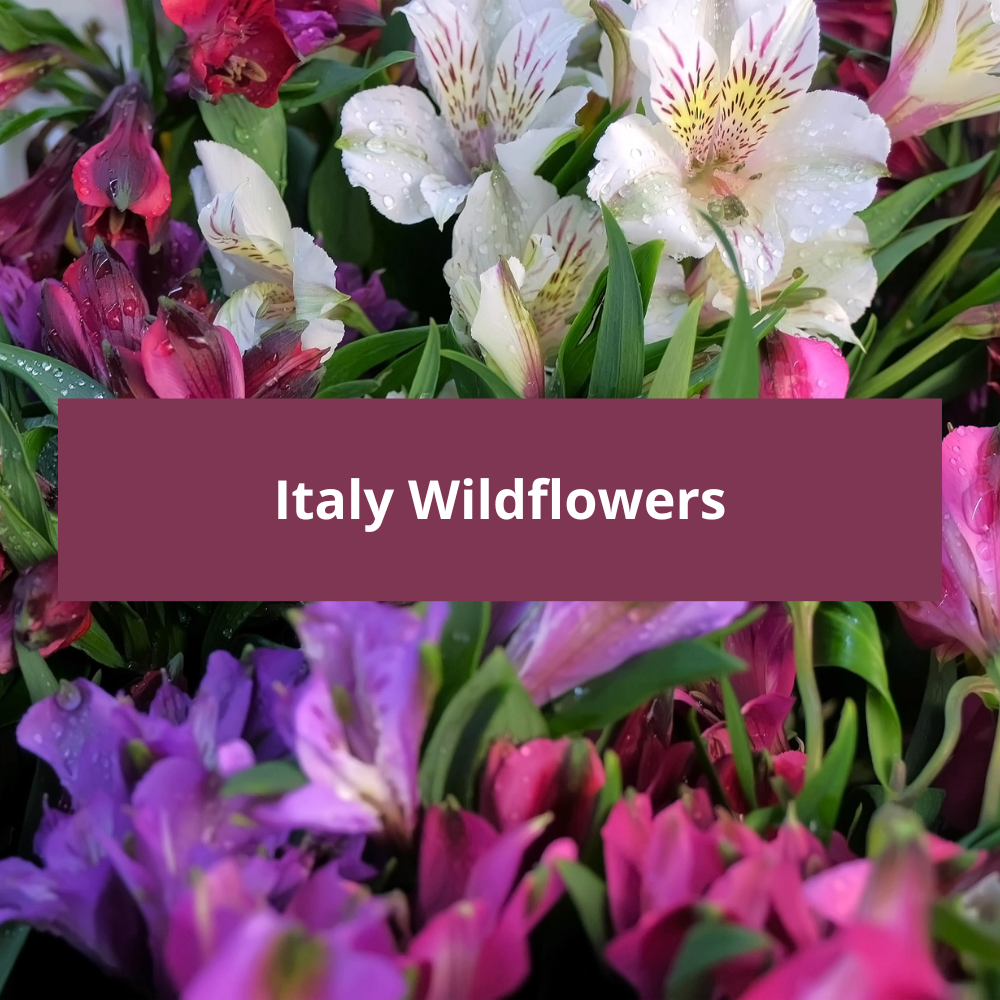 Italy-Wildflowers