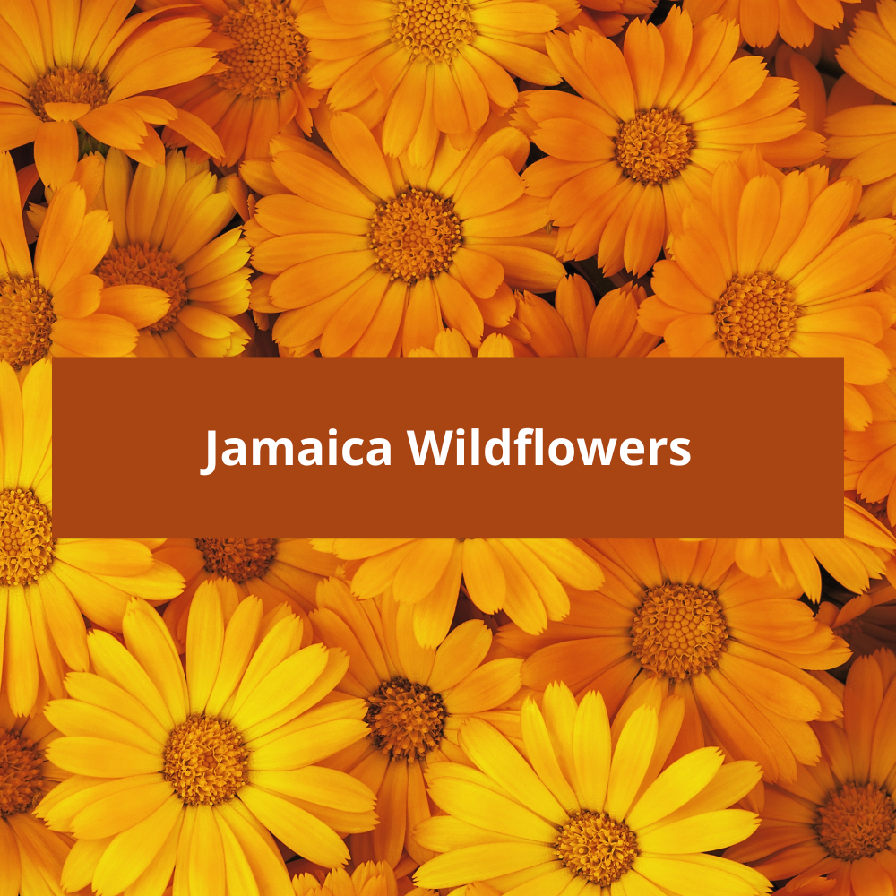 Jamaica-Wildflowers