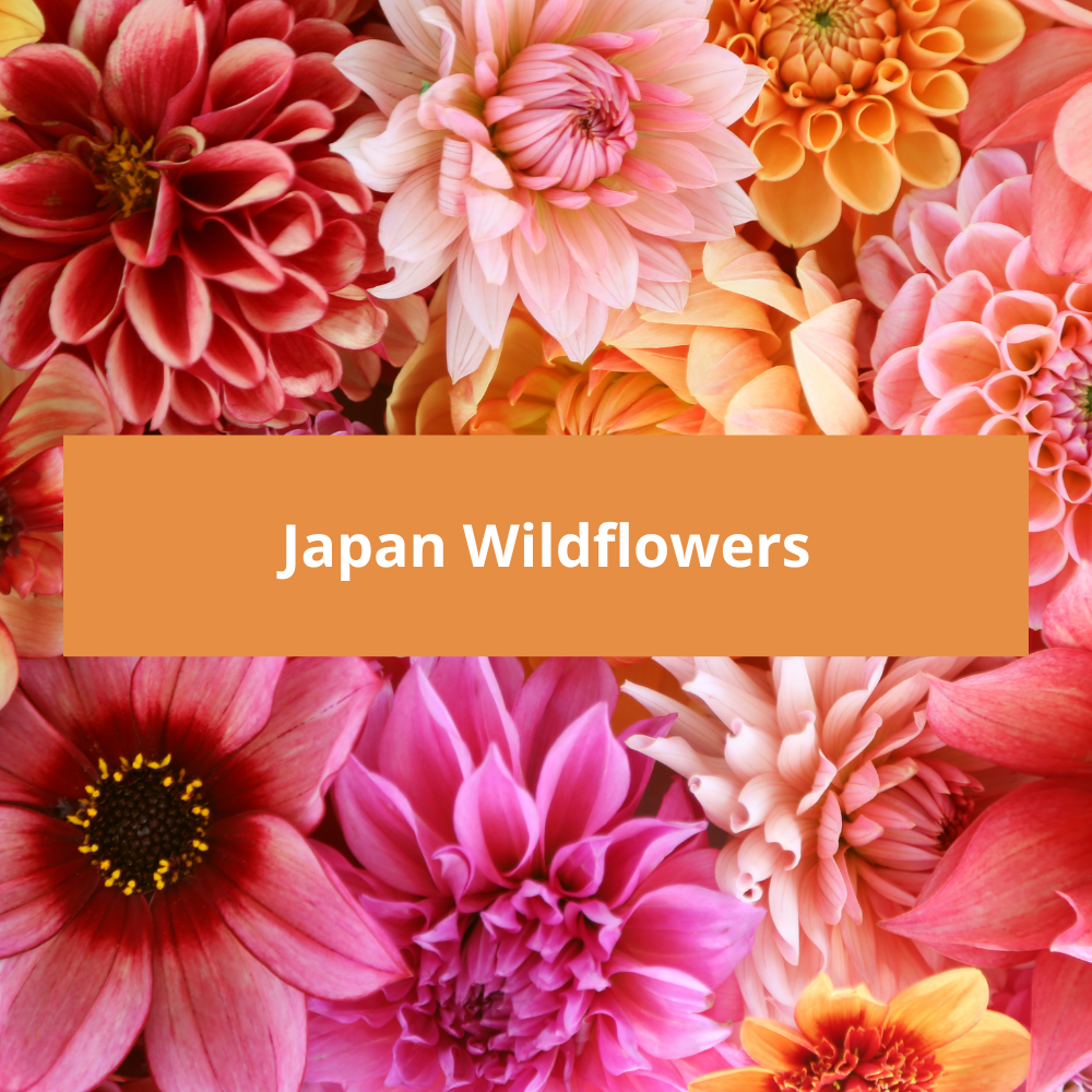 Japan-Wildflowers
